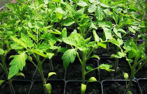 Vegetable Seedlings For Sale